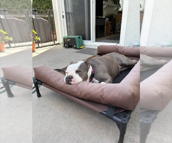 Medium Photo #12 American Staffordshire Terrier-Unknown Mix Puppy For Sale in Lake Forest, CA, USA