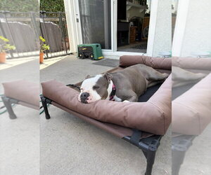 Gale - Adopt Me! - Female American Staffordshire Terrier-Unknown Mix Dog for Adoption - Photo #12