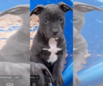 Small American Pit Bull Terrier