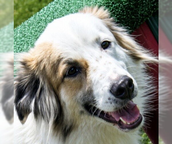 Medium Photo #1 Australian Shepherd Puppy For Sale in Dallas, TX, USA