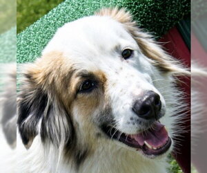 Australian Shepherd Dogs for adoption in Dallas, TX, USA