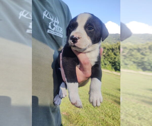 Medium Photo #2 American Pit Bull Terrier-Labrador Retriever Mix Puppy For Sale in Hinton, WV, USA