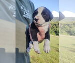 Small #1 American Pit Bull Terrier-Labrador Retriever Mix