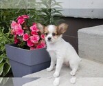 Small Photo #4 Papillon Puppy For Sale in SEBRING, OH, USA