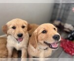 Small #3 Golden Retriever