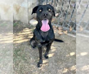 Labrador Retriever-Unknown Mix Dogs for adoption in Riverside, CA, USA