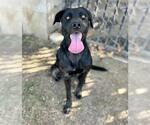 GAGA - Female Labrador Retriever-Unknown Mix Dog for Adoption - Small photo