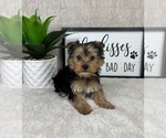 Small #1 Yorkshire Terrier