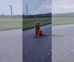 Small Photo #1 Golden Retriever Puppy For Sale in CANON, GA, USA