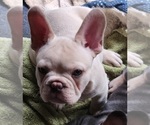 Small #1 French Bulldog