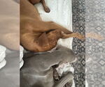 Small Photo #12 Weimaraner Puppy For Sale in Brewster, NY, USA