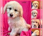 Small Photo #1 Labradoodle-Sheepadoodle Mix Puppy For Sale in LEBANON, OR, USA