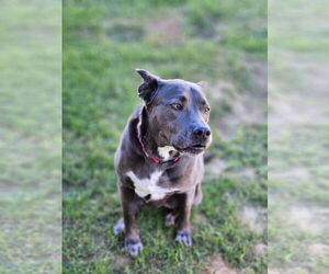 KangaRoo - Female Blue Lacy-Unknown Mix Dog for Adoption - Photo #20