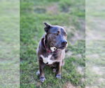Small #19 Blue Lacy Mix