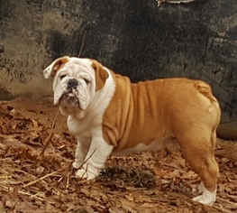English Bulldogge Puppy for sale in DOSS, MO, USA