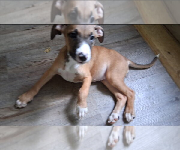 Medium Photo #1 American Pit Bull Terrier-Unknown Mix Puppy For Sale in Chester, VA, USA