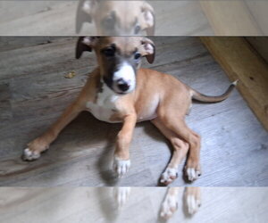 American Pit Bull Terrier-Unknown Mix Dogs for adoption in Chester, VA, USA