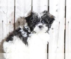 Shih-Poo Puppy for sale in MOUNT VERNON, OH, USA