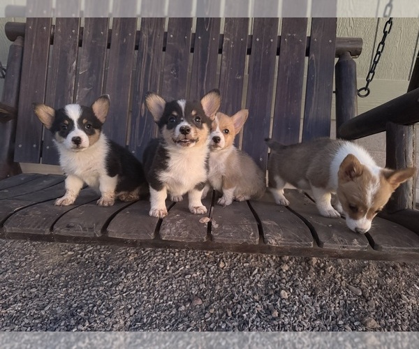 Medium Photo #1 Pembroke Welsh Corgi Puppy For Sale in CASA GRANDE, AZ, USA