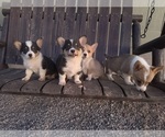 Small Pembroke Welsh Corgi