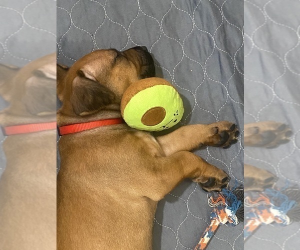 Medium Photo #7 Rhodesian Ridgeback Puppy For Sale in KELLER, TX, USA
