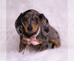 Small Photo #77 Dachshund Puppy For Sale in WARSAW, IN, USA