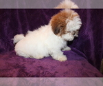 Small Photo #12 Shih Tzu Puppy For Sale in BLOOMINGTON, IN, USA