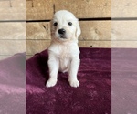 Small Photo #11 English Cream Golden Retriever Puppy For Sale in FREDERICK, MD, USA