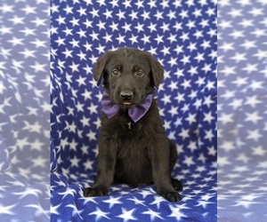 Golden Shepherd Puppy for sale in OXFORD, PA, USA