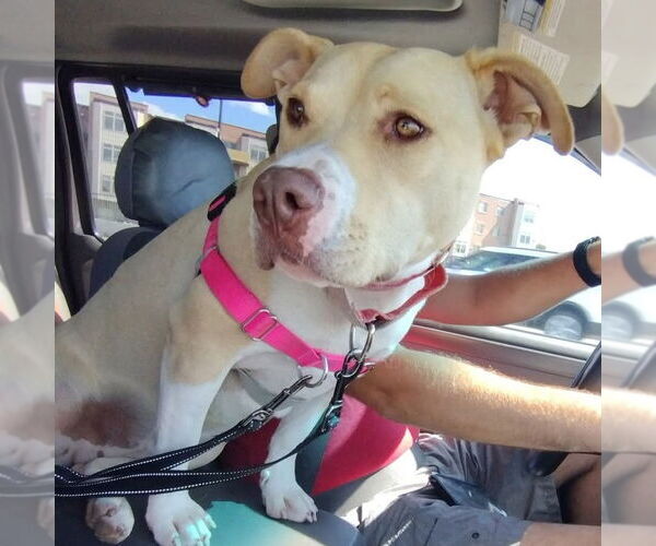Medium Photo #62 American Pit Bull Terrier-Unknown Mix Puppy For Sale in Fargo, ND, USA