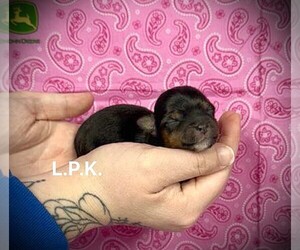 Yorkshire Terrier Puppy for sale in WINNSBORO, LA, USA