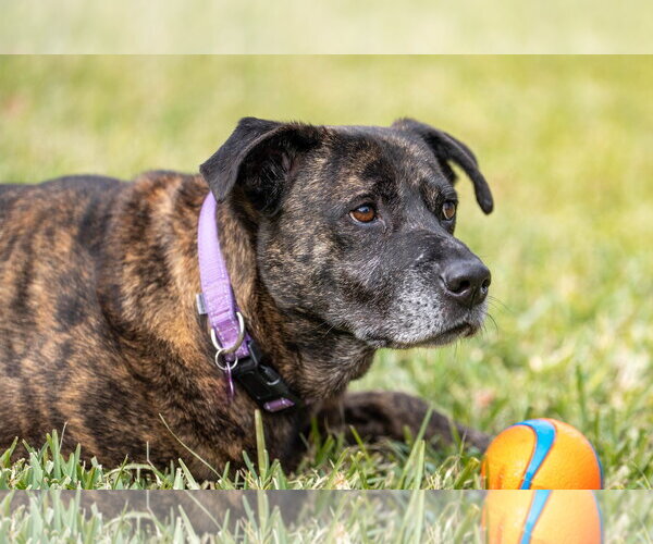 Medium Photo #11 American Staffordshire Terrier-Boxer Mix Puppy For Sale in Fort Worth, TX, USA