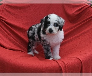 Bernedoodle (Miniature) Puppy for sale in SUGARCREEK, OH, USA