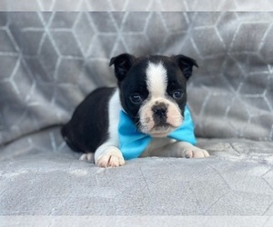 Boston Terrier Puppy for sale in LAKELAND, FL, USA
