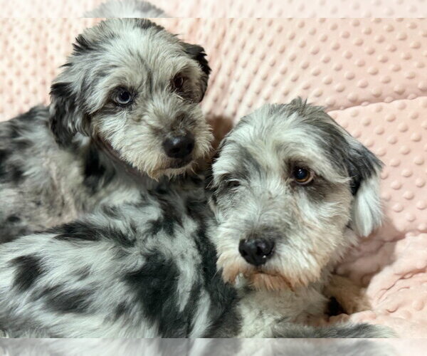 Medium Photo #1 Australian Shepherd-Lhasa Apso Mix Puppy For Sale in Salt Lake City, UT, USA