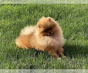 Pomeranian Puppy for sale in PHOENIX, AZ, USA