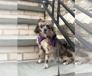 Chiranian Dogs for adoption in Shermans Dale, PA, USA