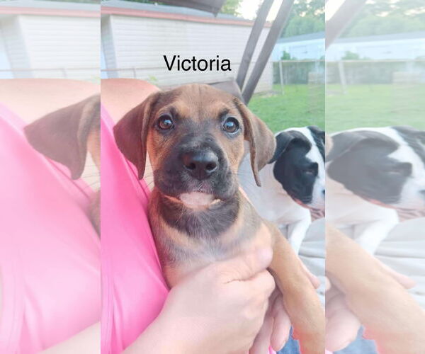 Medium Photo #8 Boxer Puppy For Sale in Clinton , MI, USA