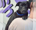 Small #3 Mutt