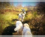Small Photo #10 Great Pyrenees Puppy For Sale in YELM, WA, USA