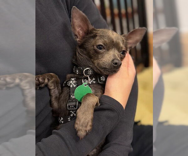 Medium Photo #4 Chihuahua Puppy For Sale in Cary, NC, USA