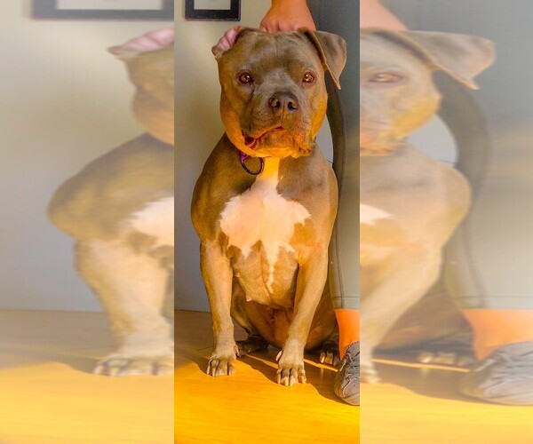 Medium Photo #1 American Bully Puppy For Sale in ROCK SPRINGS, WY, USA