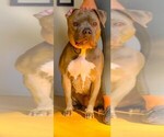 Small Photo #1 American Bully Puppy For Sale in ROCK SPRINGS, WY, USA