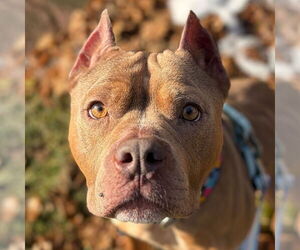 Mutt Dogs for adoption in Jefferson, WI, USA