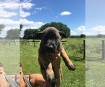 Small Photo #3 Belgian Malinois Puppy For Sale in ARCADIA, FL, USA