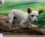 Small Photo #1 Chihuahua Puppy For Sale in Moreno Valley, CA, USA