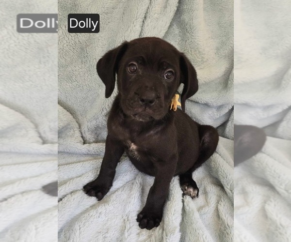 Medium Photo #4 Cane Corso Puppy For Sale in MINERAL WELLS, WV, USA