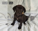 Small #3 Cane Corso
