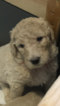 Small Photo #4 Goldendoodle Puppy For Sale in EL MIRAGE, AZ, USA
