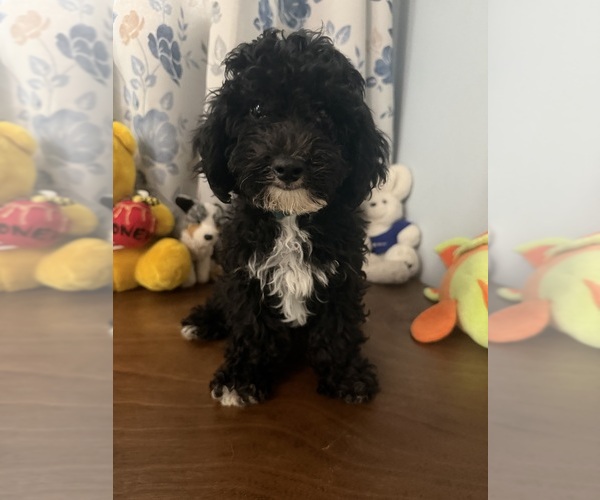 Medium Photo #32 Bichpoo Puppy For Sale in DURHAM, CT, USA